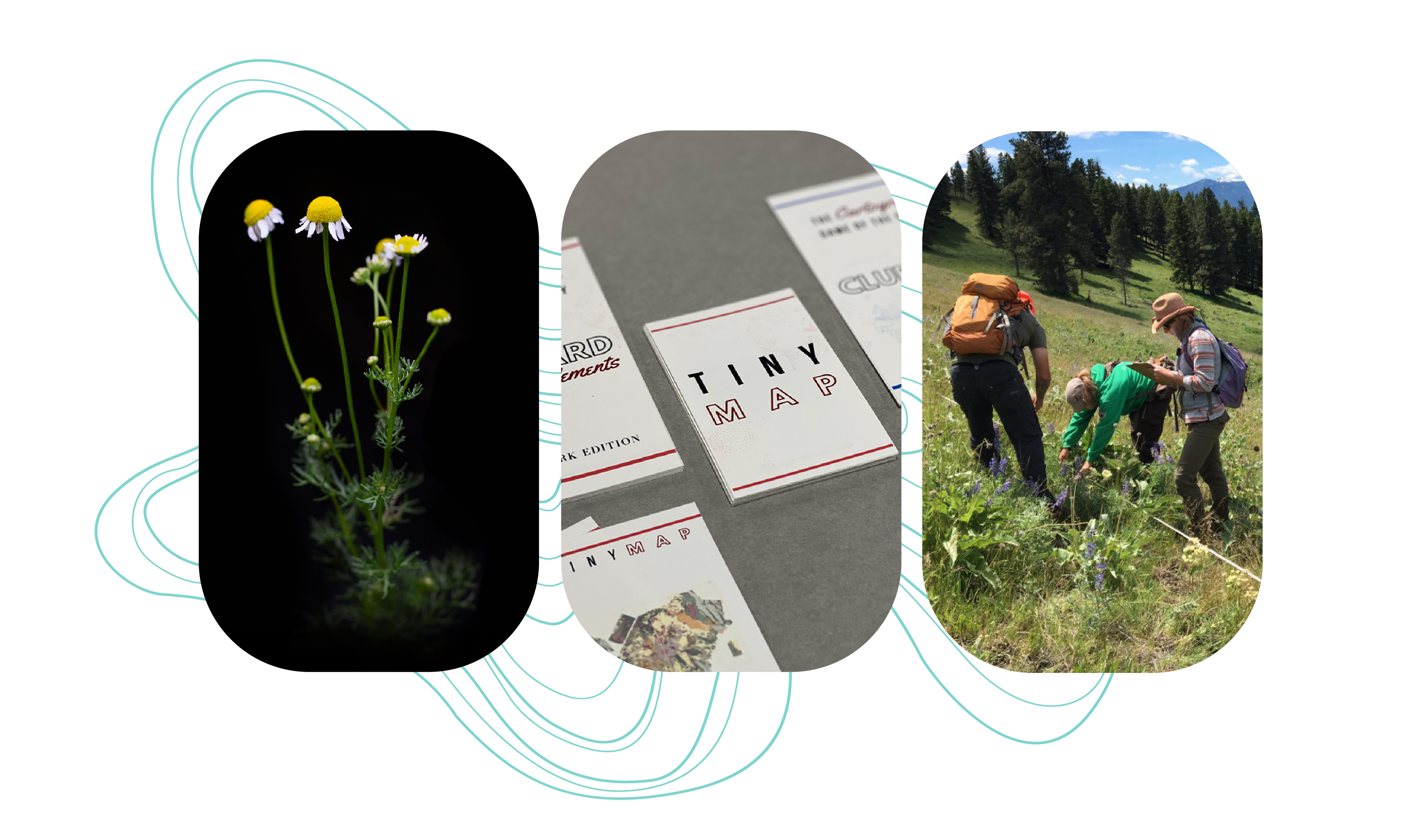 Three rounded rectangular images lined up with a teal topographic lines swirling behind them; first image is a white wildflower photographed on a black background, second image is a series of "tiny maps" on a gray table, third image is scientists measuring plant life on a mountainside.