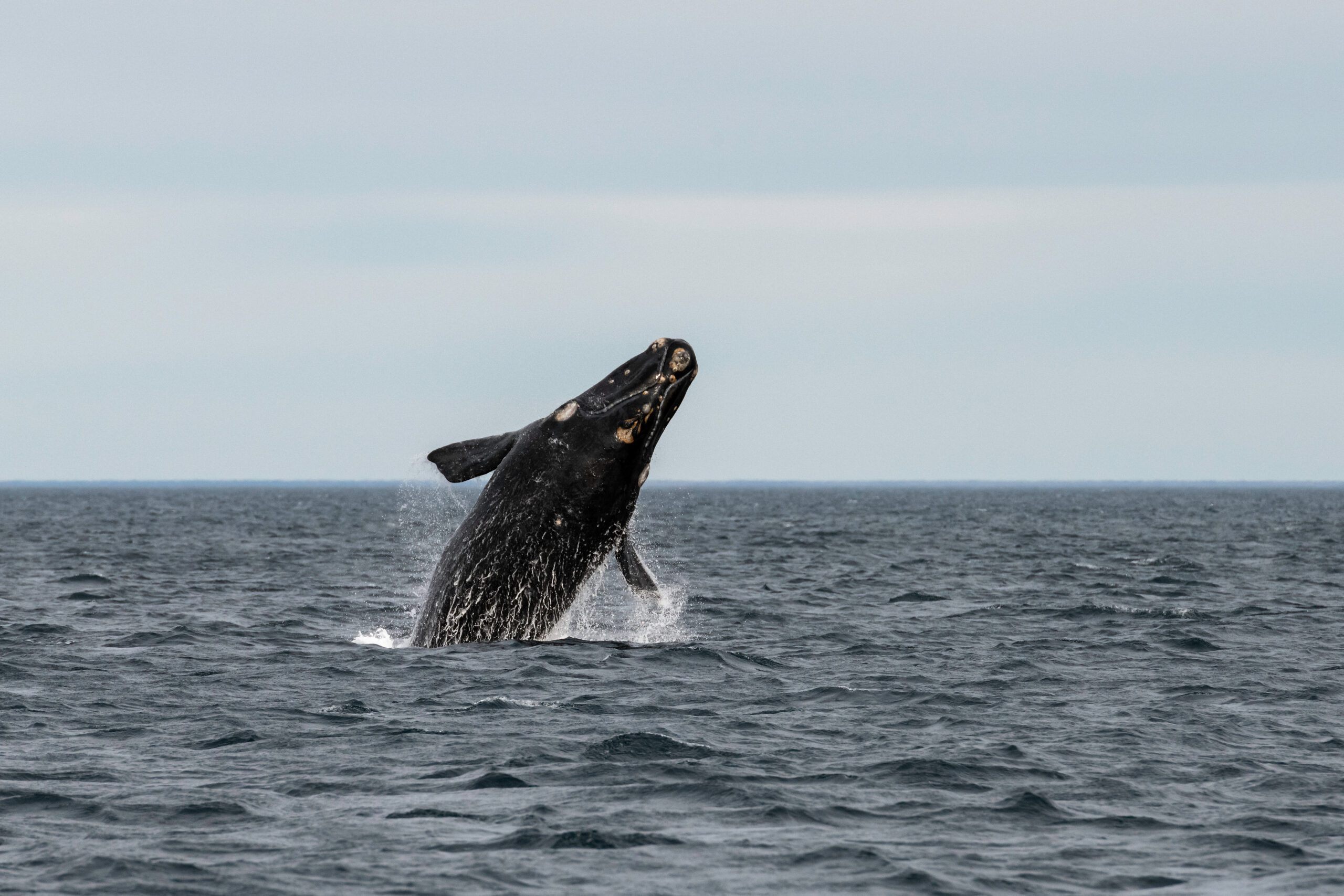 A whale emerges halfway out of the water and leans to the right about to splash on the surface.