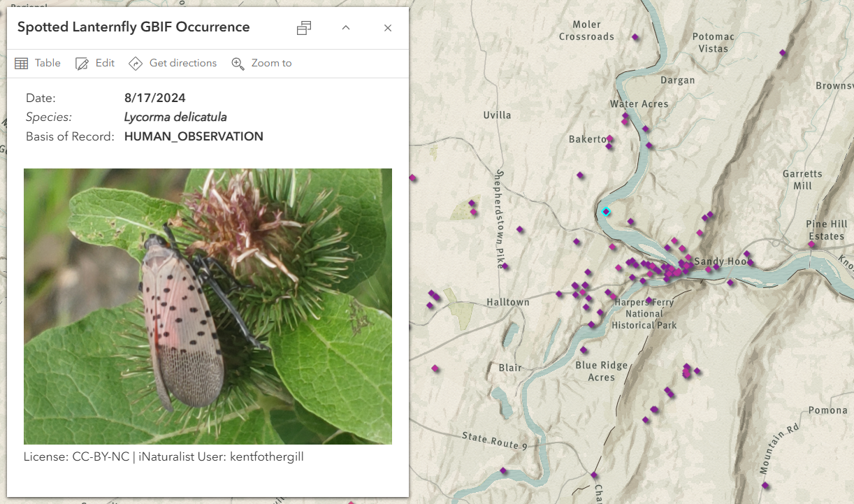 Spotted Lanternfly GBIF Occurrence with iNaturalist pop-up