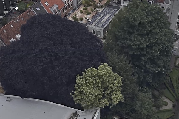 Courtyard in Utrecht the Netherlands with different tree species.