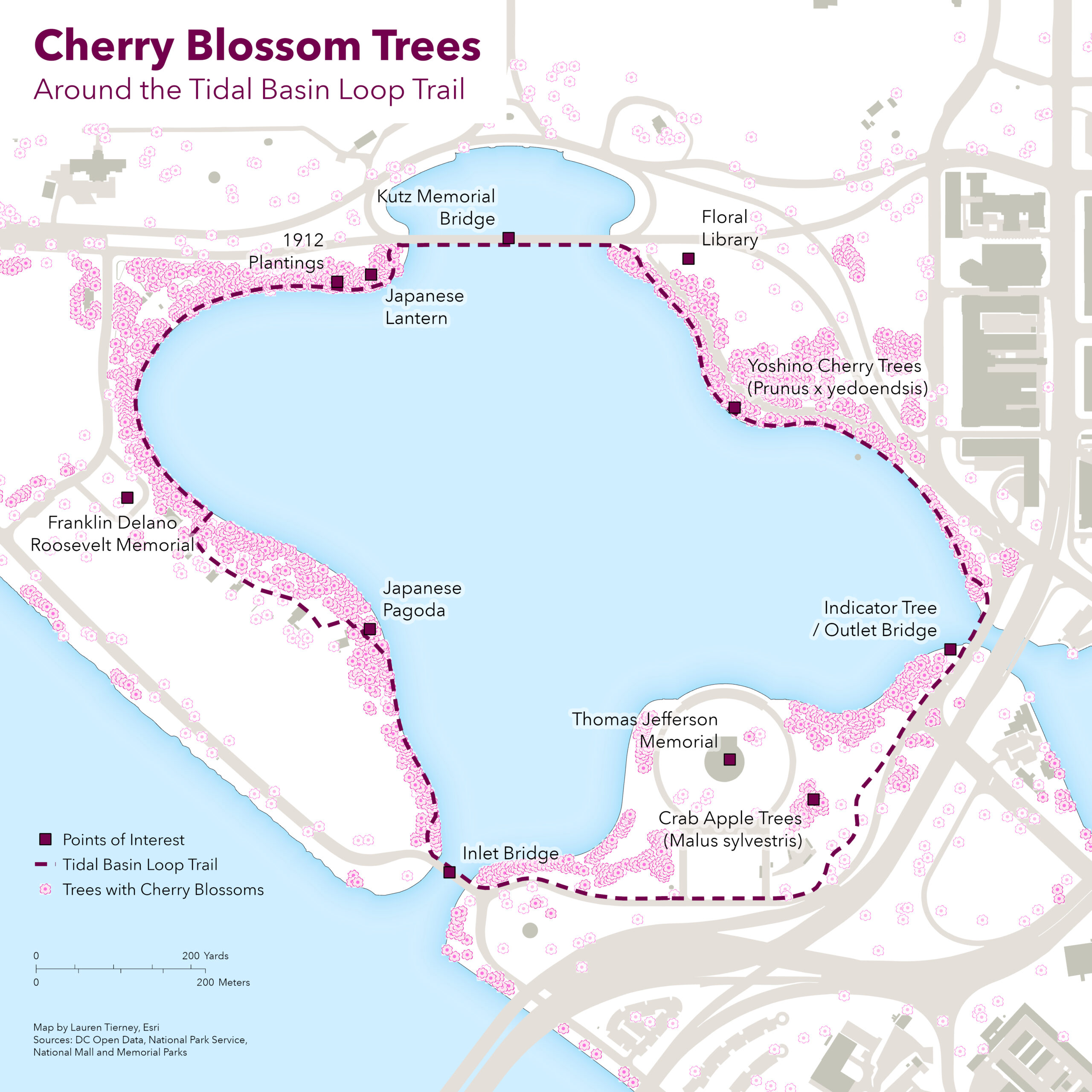 Map of cherry blossom trees around the Tidal Basin in Washington, D.C.