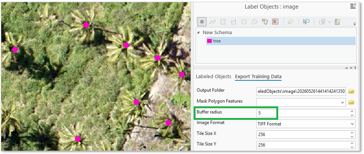 Tree locations captured with the point tool, using a buffer to export training chips.