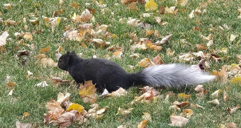 A black squirrel with a white bushy tail and white nose roaming through grass and leaves on a fall morning.