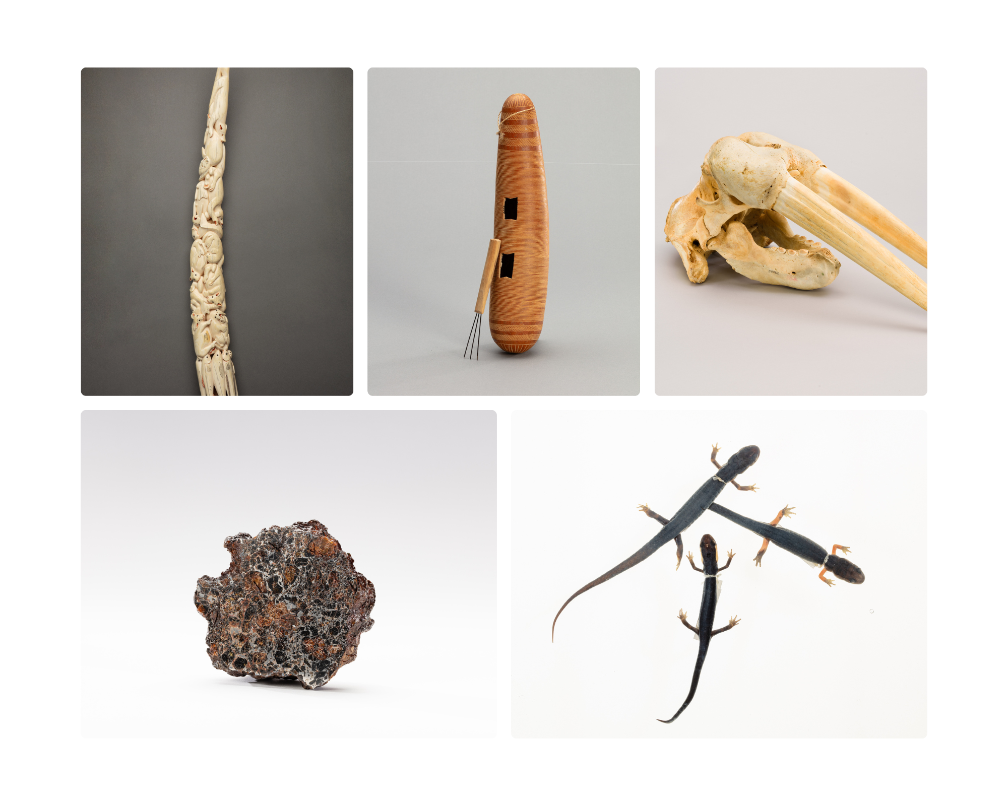 A collage featuring an ornately carved tusk, a wooden musical instrument, a skull, a piece of dark meteorite, and three black newts.