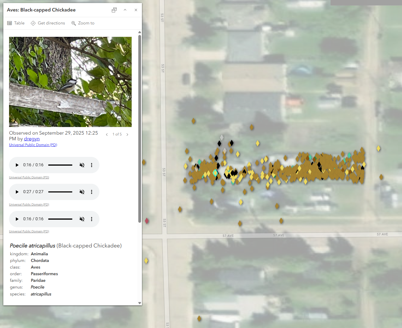 Map showing the iNaturalist pop-up, which includes audio files where provided by the observer