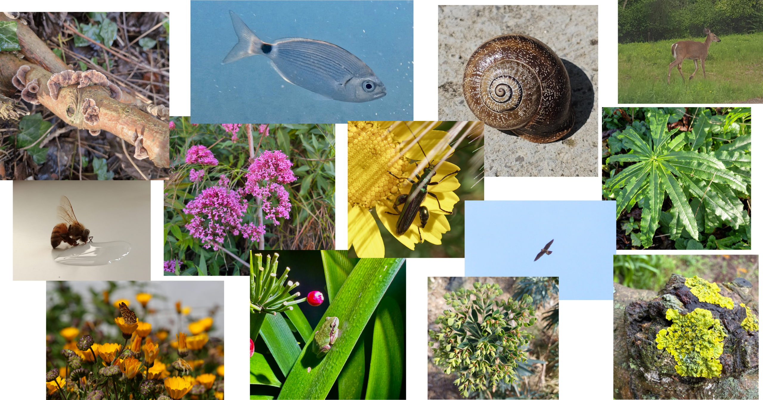 Graphic showing multiple species images from the iNaturalist dataset