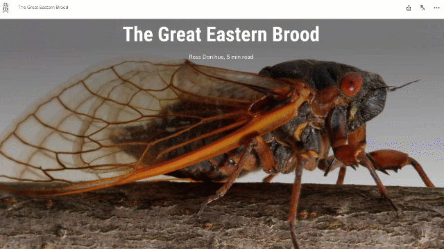 A short moving gif that depicts scrolling through a StoryMap about cicadas.