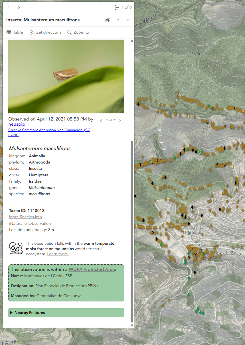 Image showing a map with the iNaturalist layer and a pop-up showing the image, species taxonomy, and additional attributes from the data