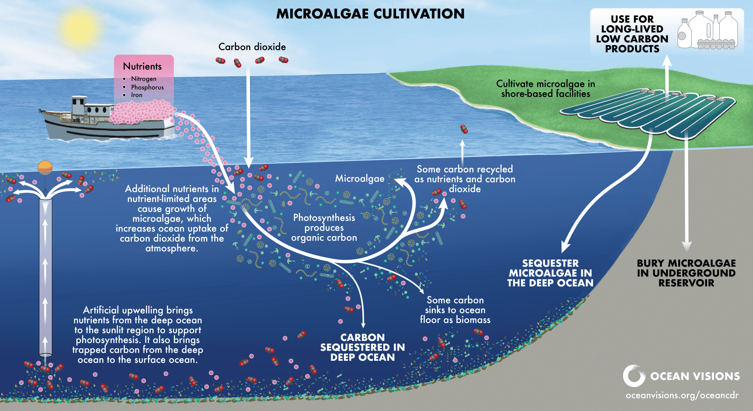 Diagram showing the marine microalgae cultivation process