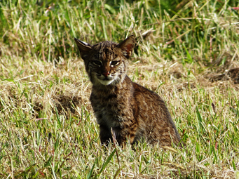 Bobcat