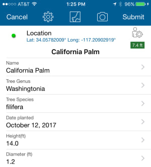 Palm tree attributes Palm tree attributes