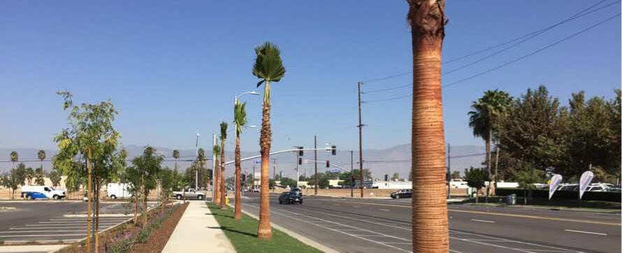 Row of palm trees