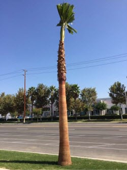 New palm tree