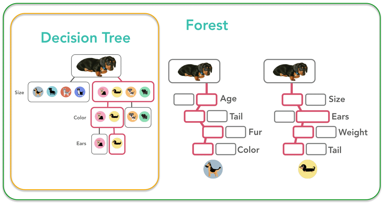 Example of a decision tree used to classify dog breeds. Many trees are combined into a forest. Example of a decision tree used to classify dog breeds. Many trees are combined into a forest.