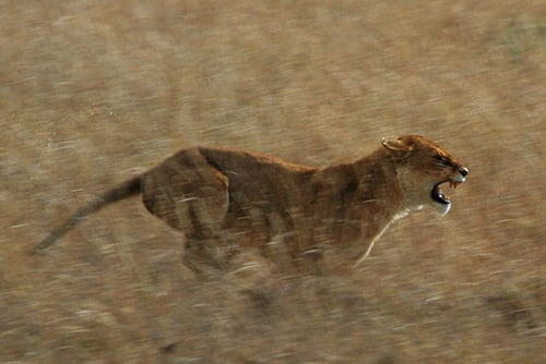 Lion Lion