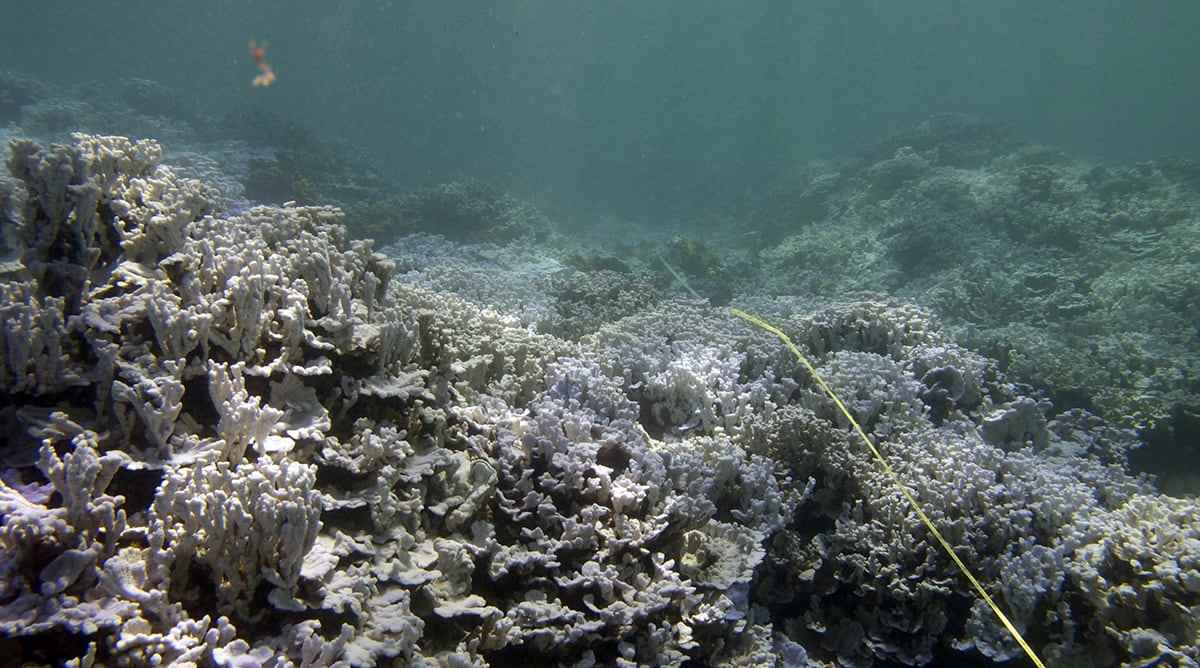 underwater photo of a bleached coral reef