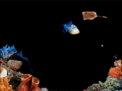 Coral reef animated screensaver