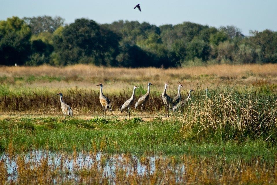 wading birds