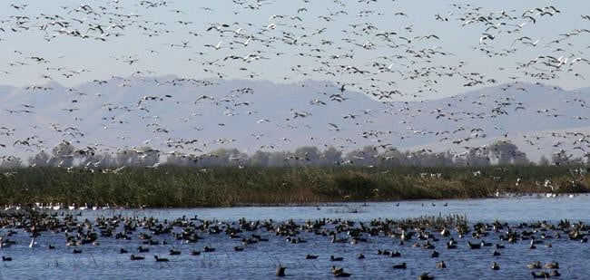 migratory birds at watering hole