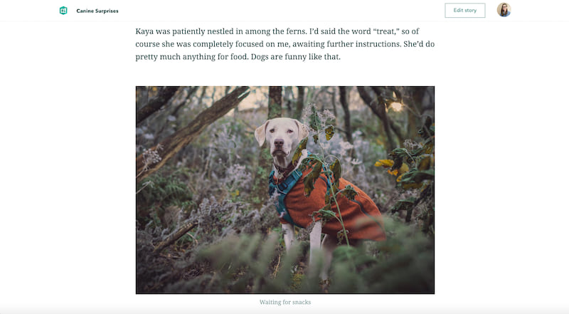 A photo from Canine Surprises showing a dog sitting among ferns
