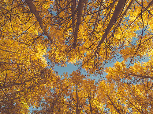 Aspen Forest