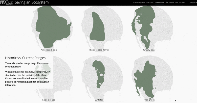 An animation where the story map scrolls through two immersive slides with maps of historic and current species ranges, fading from one to the other to mimic a shrinking effect An animation where the story map scrolls through two immersive slides with maps of historic and current species ranges, fading from one to the other to mimic a shrinking effect