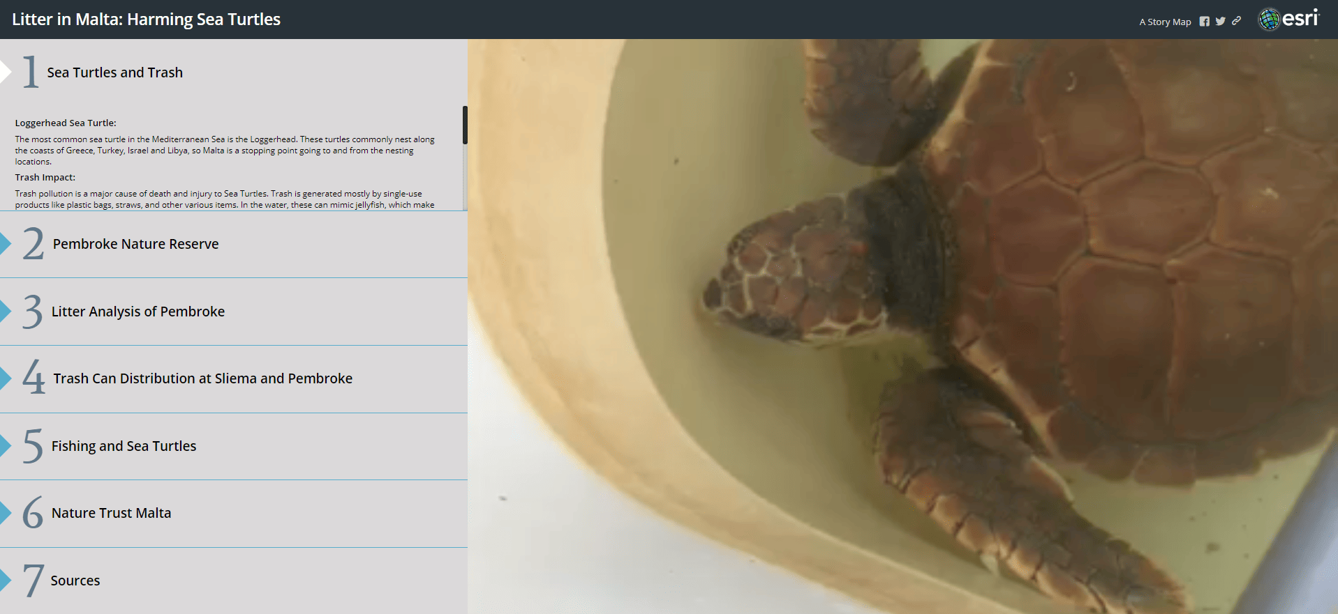 Click to view the NGO Nature Trust Malta story map about endangered sea turtles. Click to view the NGO Nature Trust Malta story map about endangered sea turtles.