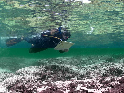 Scuba Diver Collects Data Scuba Diver Collects Data