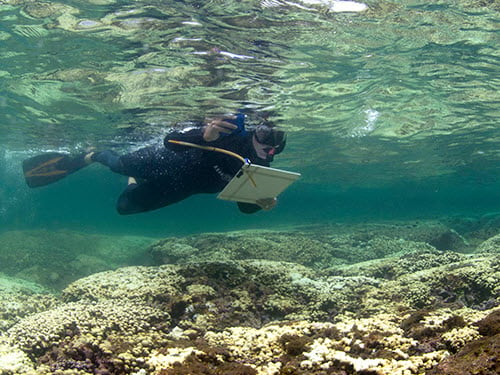 Scuba Diver Collects Data