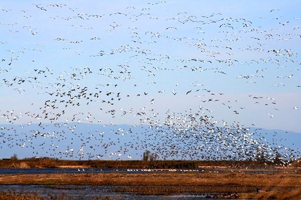 Sacramento Wildlife Refuge: water fowl lift-off