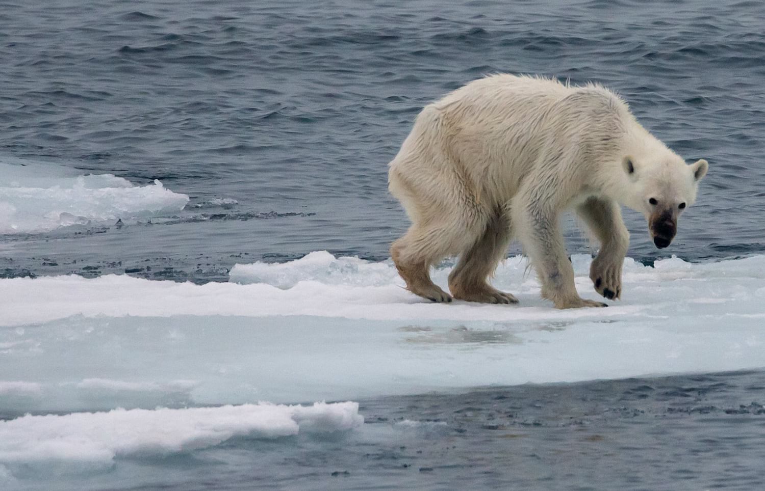 starving polar bear on piece of sea ice