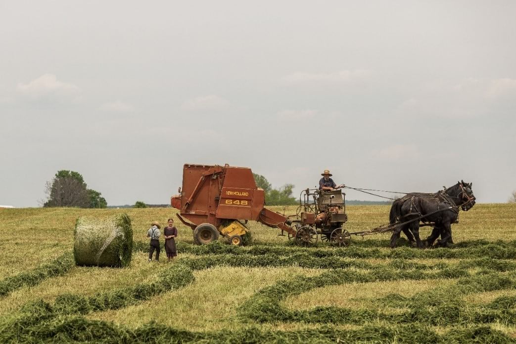 Pastoral farming