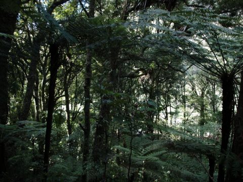 Picture displaying the understory in a Protected Area of a New Zealand Forest