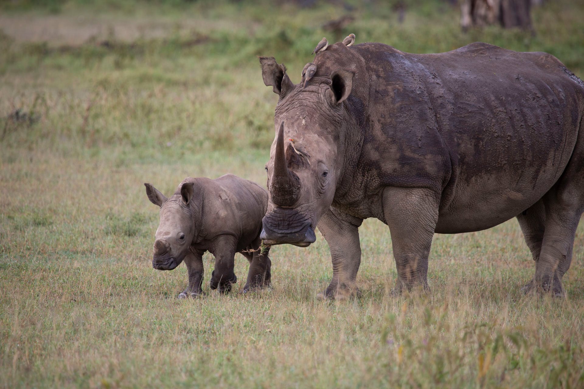 Lake Nakuru National Park is a Rhino sanctuary. Populations of white and black rhino are doing well in the park.