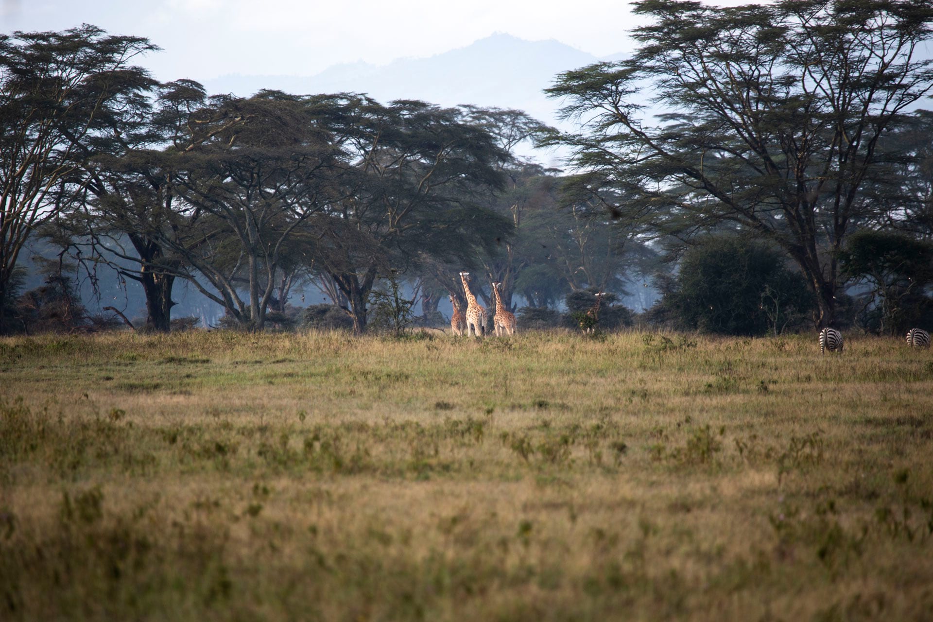 Lake Nakuru National Park located in the Great Rift Valley and is home to a diversity of birds and mammals. Photo: Ross Donihue