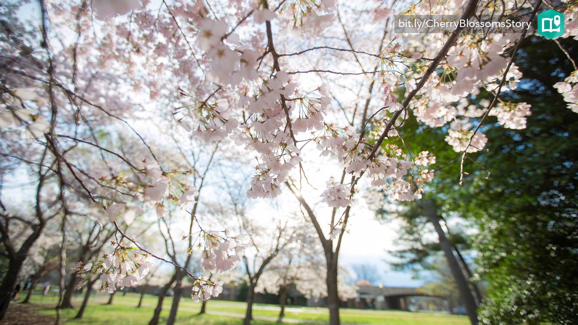 The Cherry Blossoms of Washington, D.C.