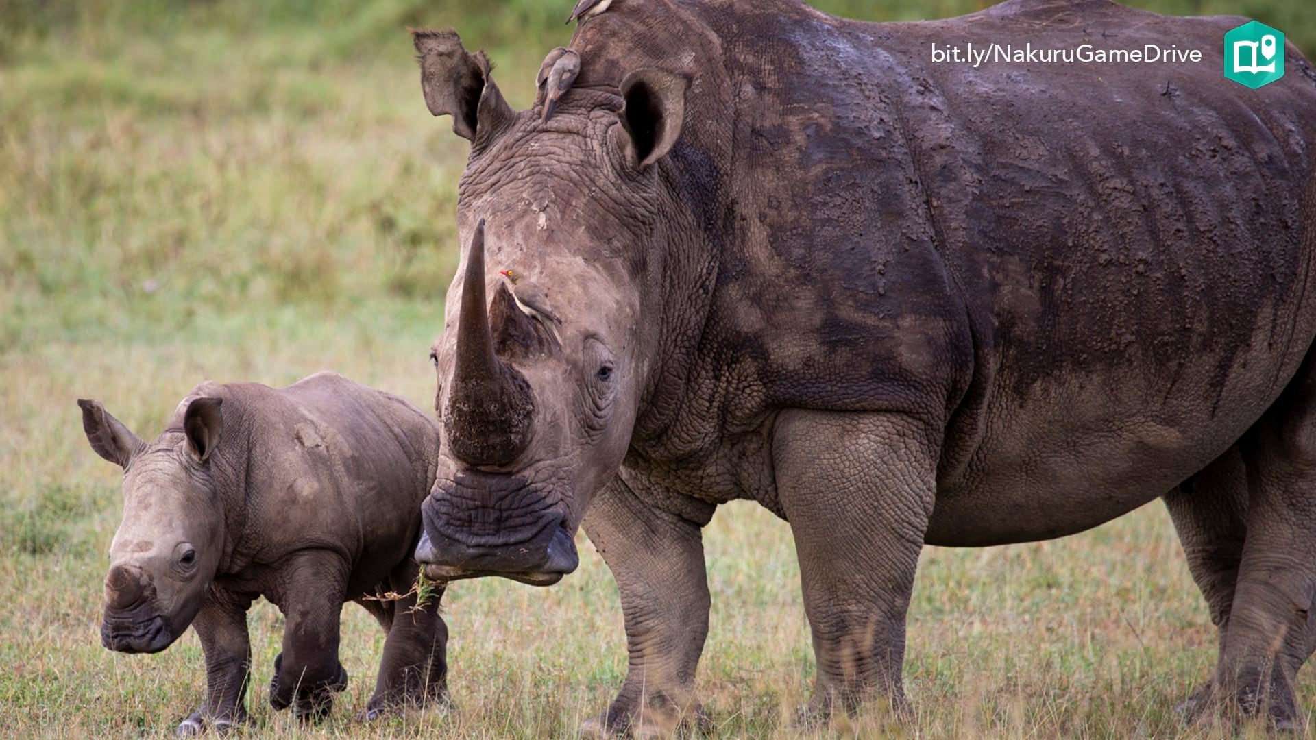 A large white rhino stands guard over a year old baby born in Lake Nakuru National Park in Kenya.