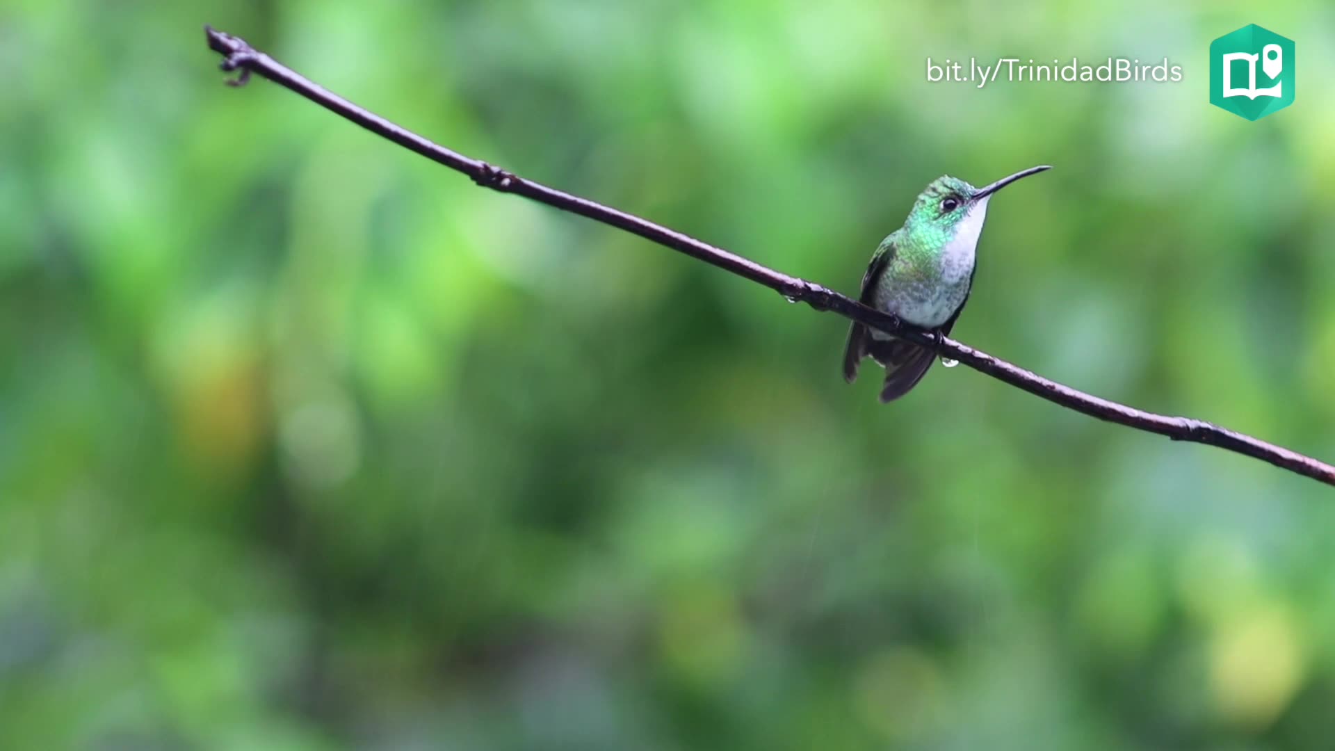 A white-chested emerald hummingbird preens itself at the Asa Wright Nature Center