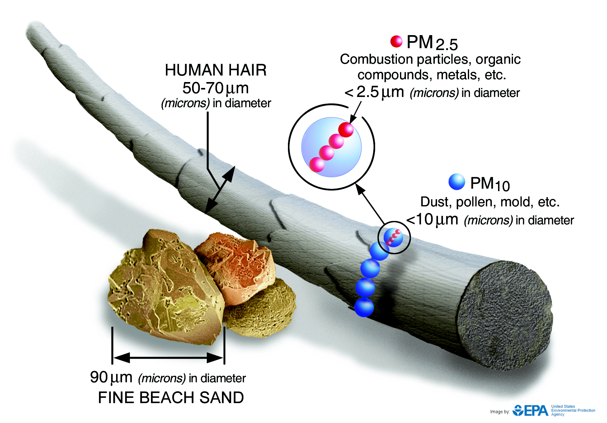 comparison of particle size and human hair