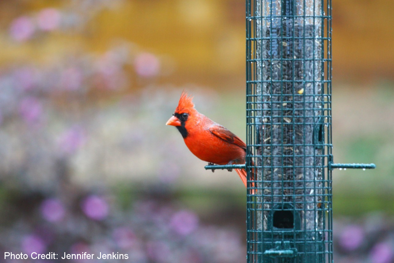 Northern Cardinal at a Bird Feeder