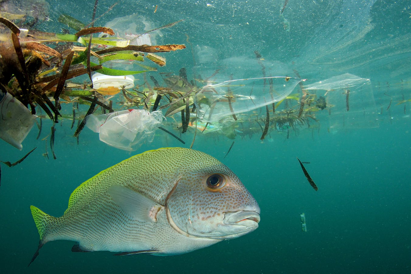 Fish Ocean Plastic