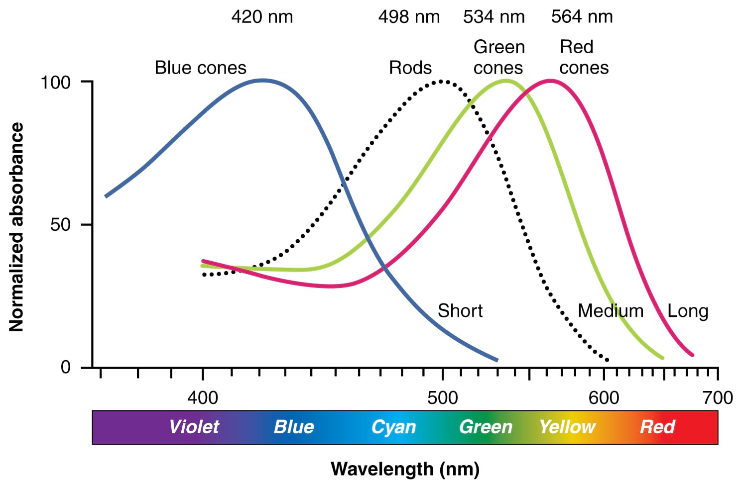 blue, green, and red cones and the wavelengths of light to which they respond.