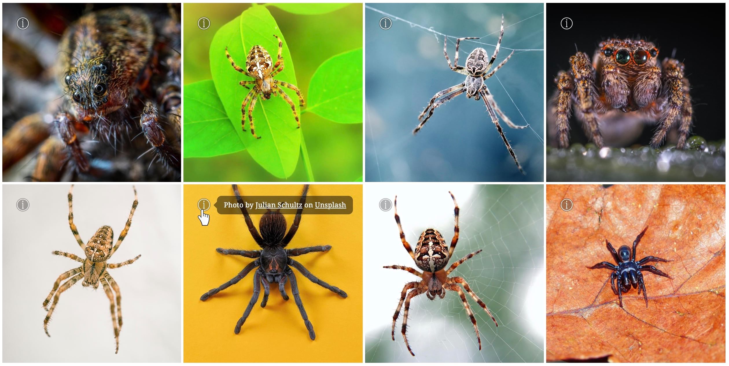 A collage of spider photos