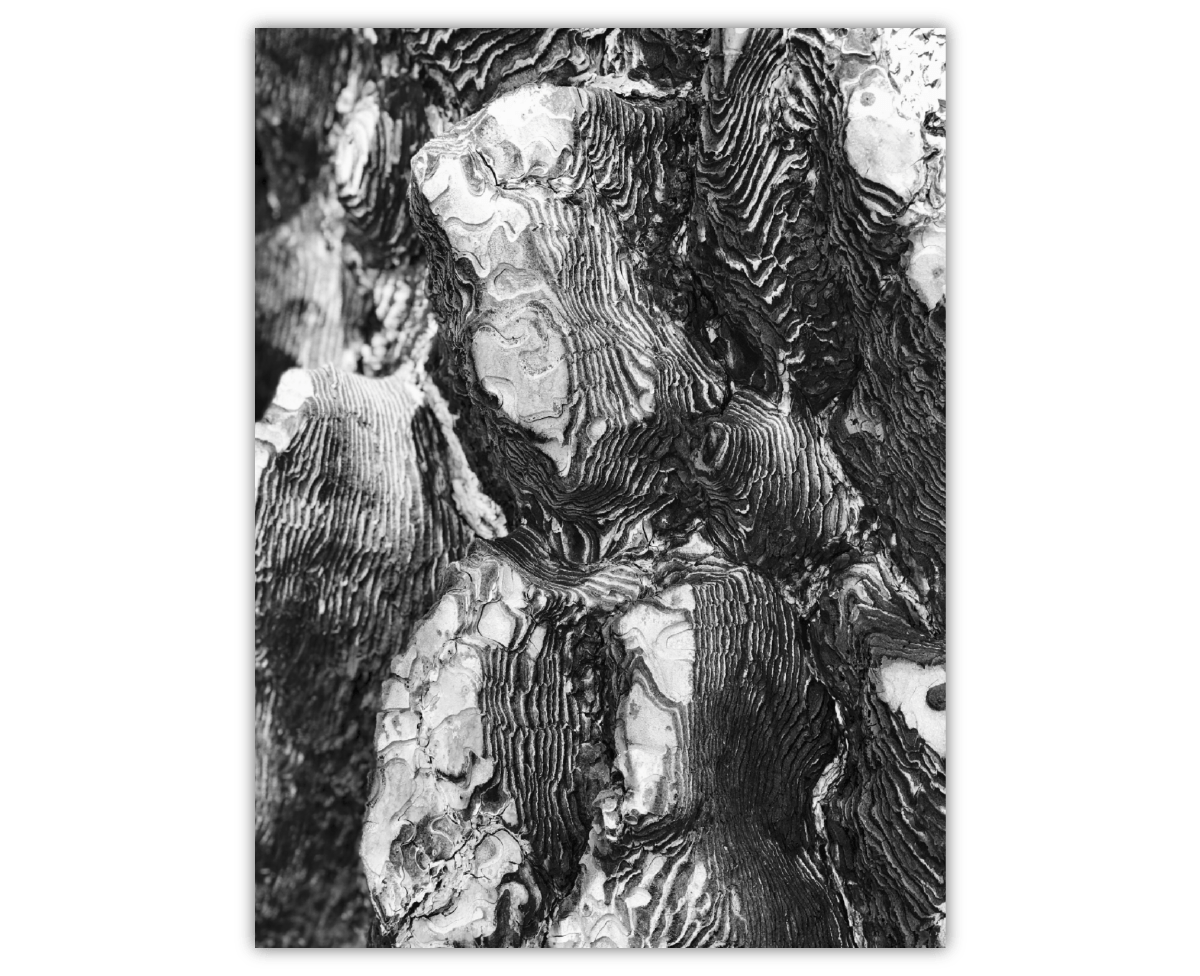 A black and white close up of burnt tree bark that resembles a topographic map