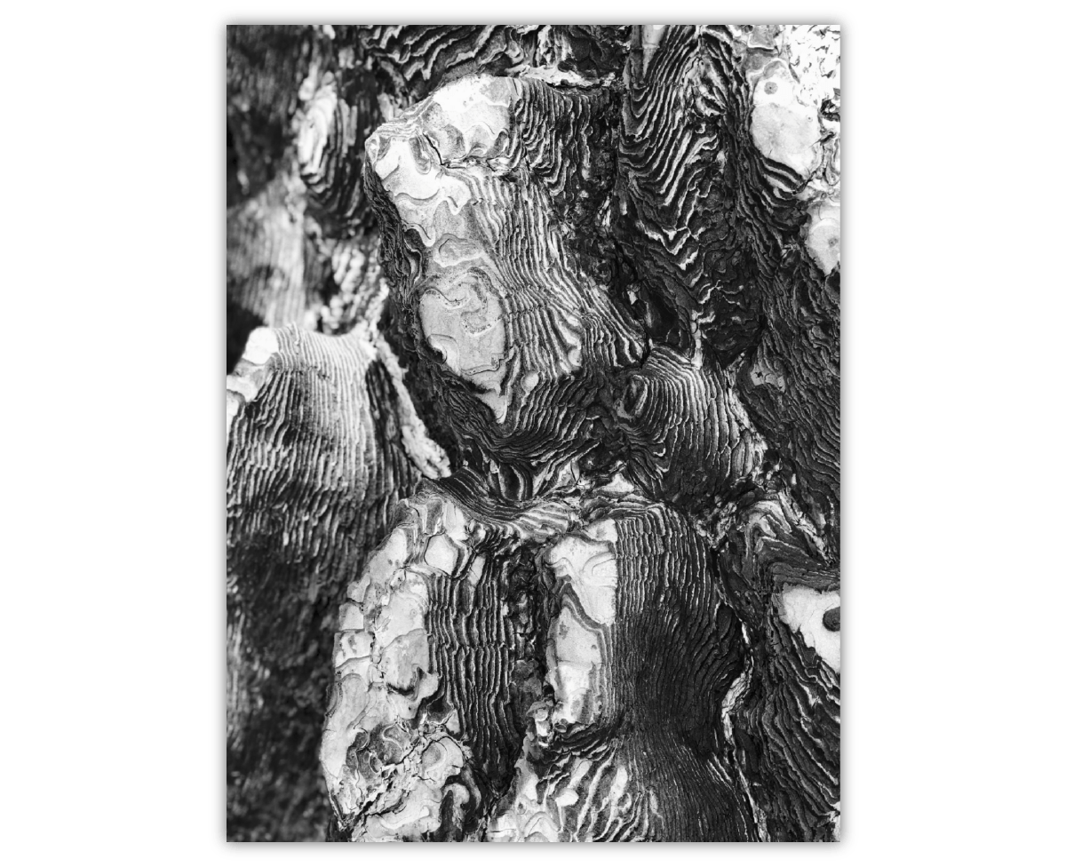A black and white close up of burnt tree bark that resembles a topographic map A black and white close up of burnt tree bark that resembles a topographic map