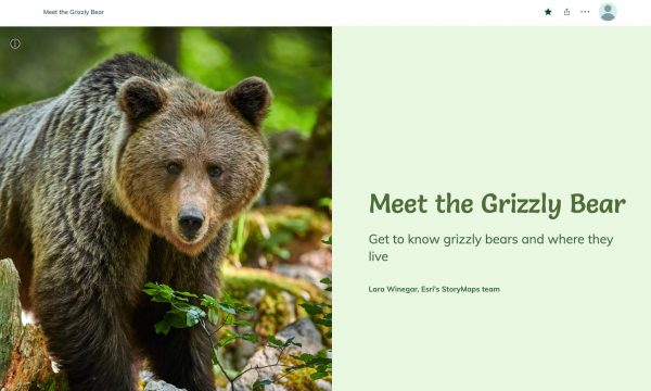 A brown bear walking in a forest get caught on camera A brown bear walking in a forest get caught on camera