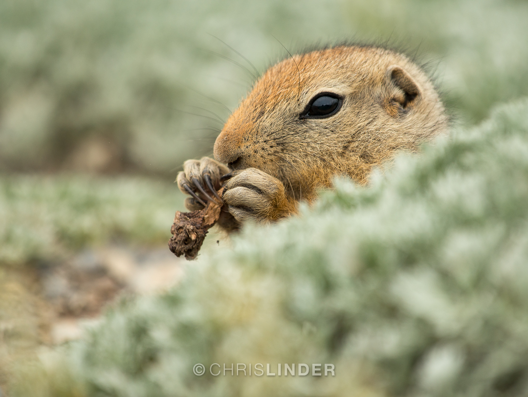 a brown arctic rodent chews a nut on a hillside