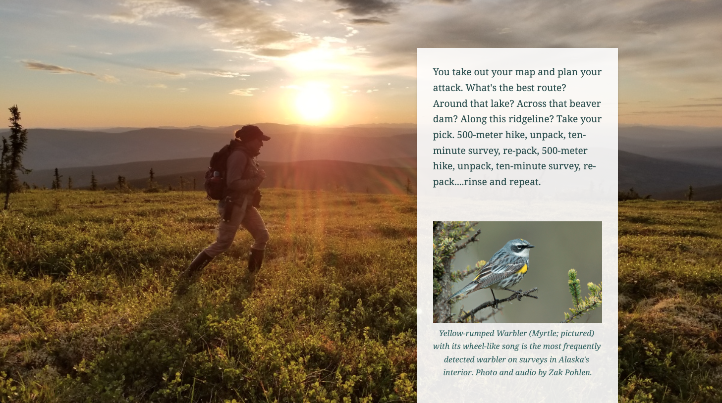 A screenshot from the USWS story "For the Birds" showing a photograph of a person hiking across a grassy field at sunrise, with a text block containing a picture of a light blue and yellow bird in the foreground A screenshot from the USWS story "For the Birds" showing a photograph of a person hiking across a grassy field at sunrise, with a text block containing a picture of a light blue and yellow bird in the foreground