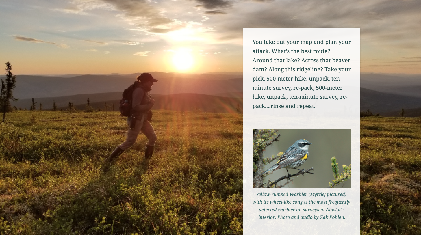 A screenshot from the USWS story "For the Birds" showing a photograph of a person hiking across a grassy field at sunrise, with a text block containing a picture of a light blue and yellow bird in the foreground