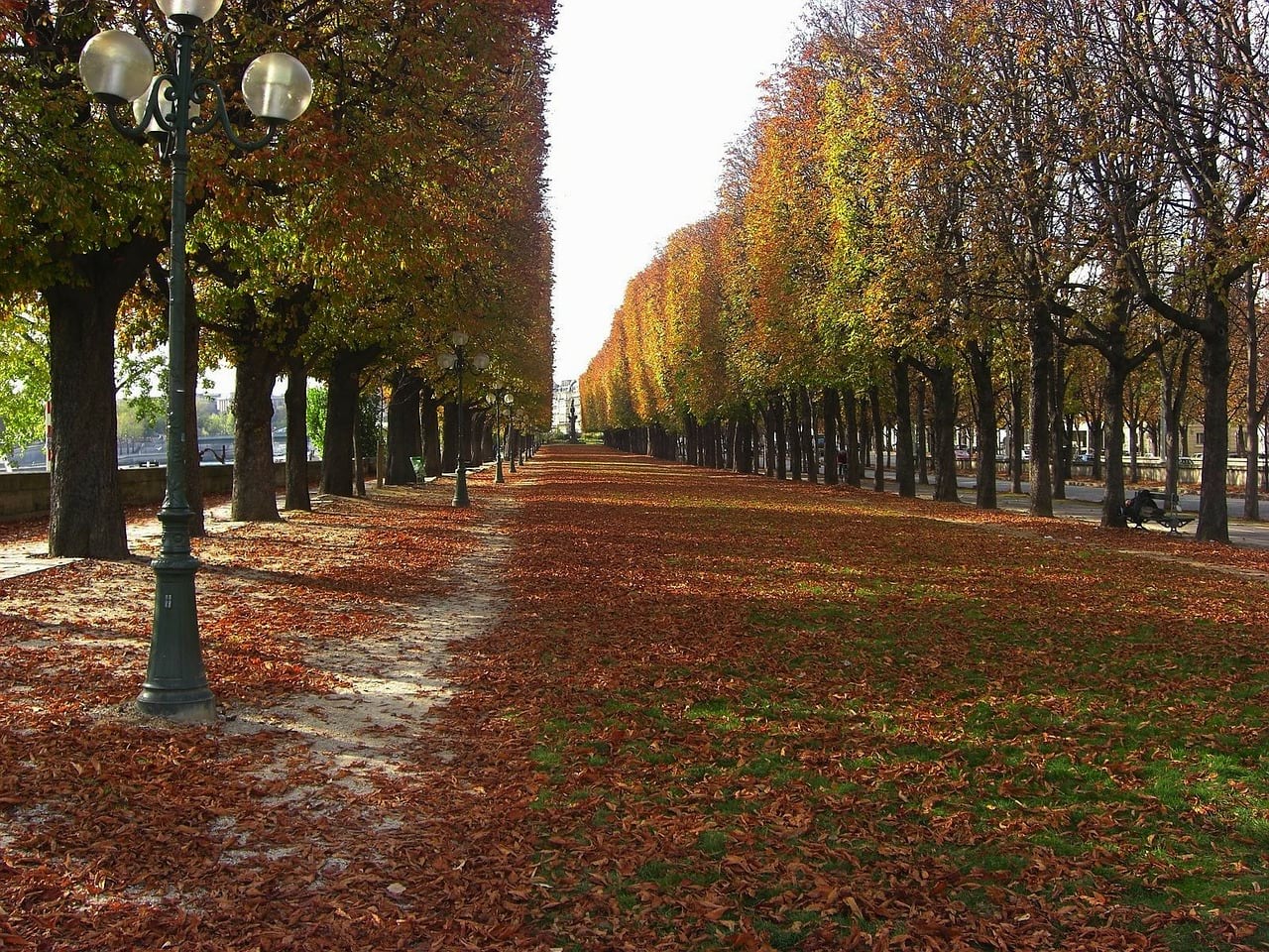 Picture of autumn in Paris.
